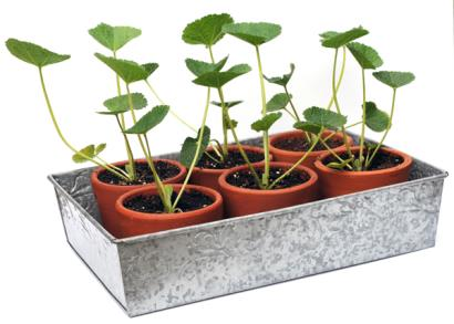 Garden Décor product — Garden Décor